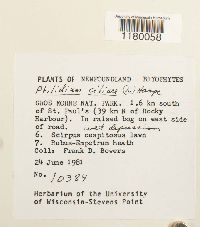 Ptilidium ciliare image