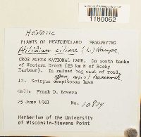 Ptilidium ciliare image