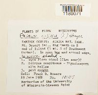 Ptilidium ciliare image