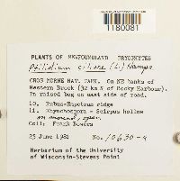 Ptilidium ciliare image