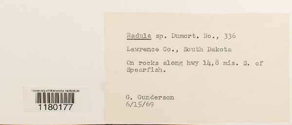 Radulaceae image