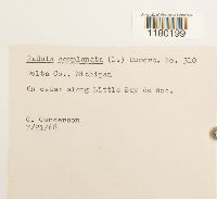 Radula complanata image