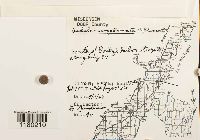 Radula complanata image