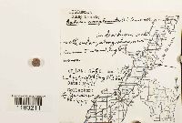 Radula complanata image