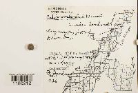 Radula complanata image