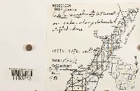 Radula complanata image