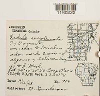 Radula complanata image