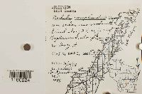 Radula complanata image