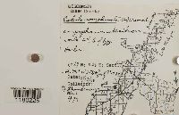 Radula complanata image