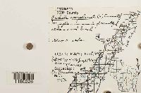 Radula complanata image