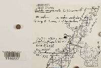 Radula complanata image