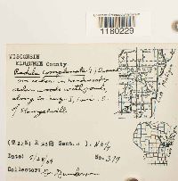 Radula complanata image