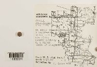 Radula complanata image