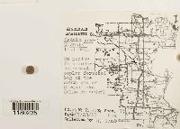 Radula complanata image