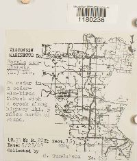 Radula complanata image