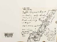 Radula obconica image