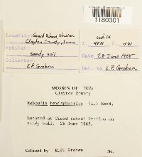 Reboulia hemisphaerica image