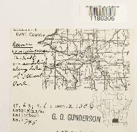 Reboulia hemisphaerica image