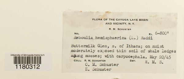 Reboulia hemisphaerica image