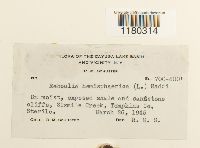 Reboulia hemisphaerica image