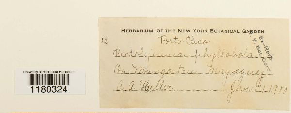 Lejeunea phyllobola image