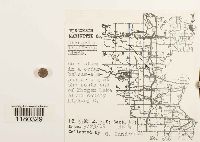 Riccardia latifrons image