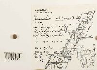 Riccardia latifrons image