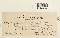 Riccardia latifrons image