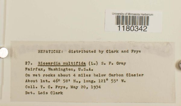 Riccardia multifida image