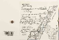 Riccardia multifida image