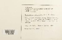 Riccardia multifida image