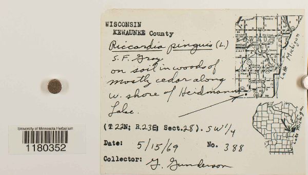 Aneura pinguis var. pinguis image