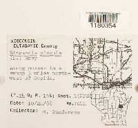 Aneura pinguis image