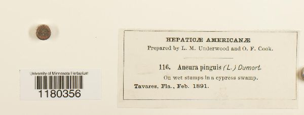 Aneura pinguis image