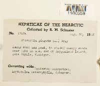 Aneura pinguis image