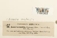 Media resource of Aneura pinguis