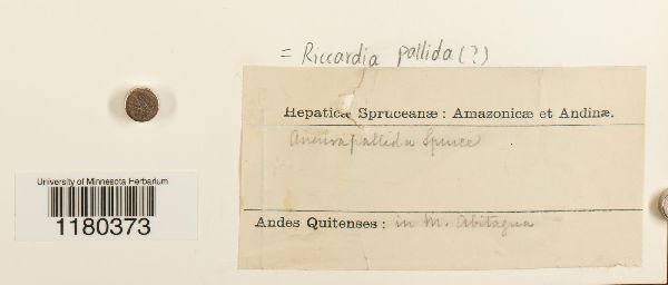 Riccardia pallida image