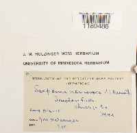 Scapania nemorea image