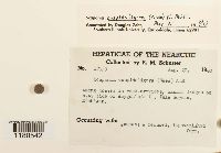 Scapania cuspiduligera image