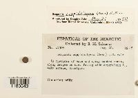 Scapania cuspiduligera image