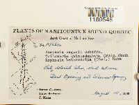 Scapania degenii image