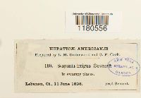 Scapania irrigua image