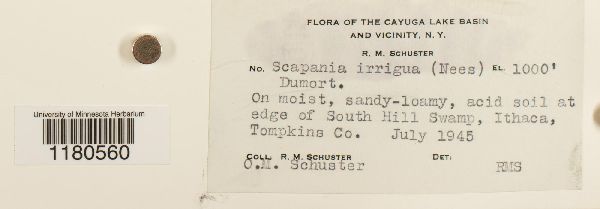 Scapania irrigua image