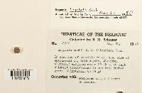 Scapania lingulata image