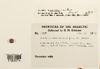 Scapania nemorea image