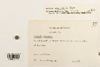 Scapania nemorea image