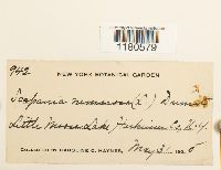 Scapania nemorea image