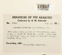 Scapania nemorea image