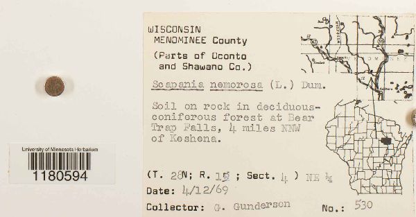 Scapania nemorea image