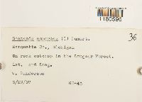 Scapania nemorea image